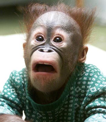 monkey.jpg